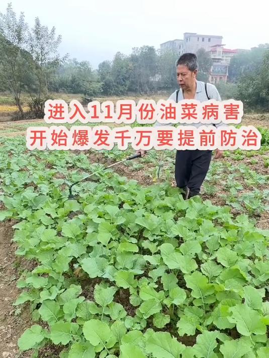 进入11月份,油菜各种病害开始集中爆发,这个时候一定要注意防治