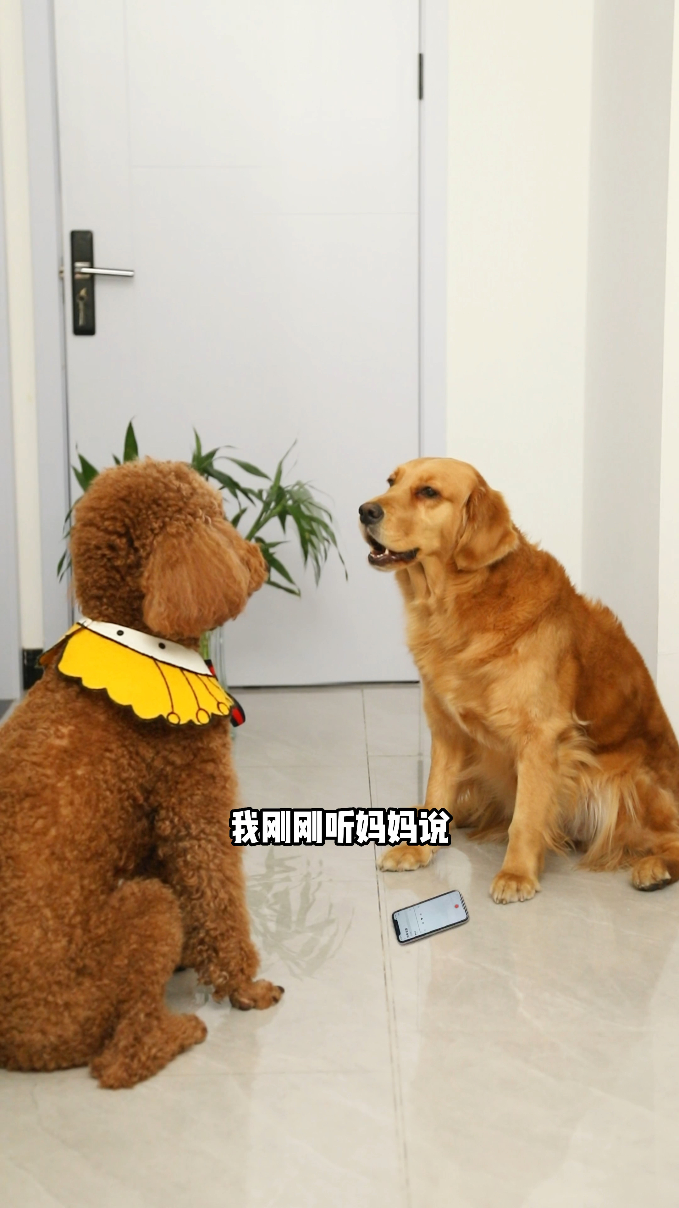 奶茶又在陷害coco了