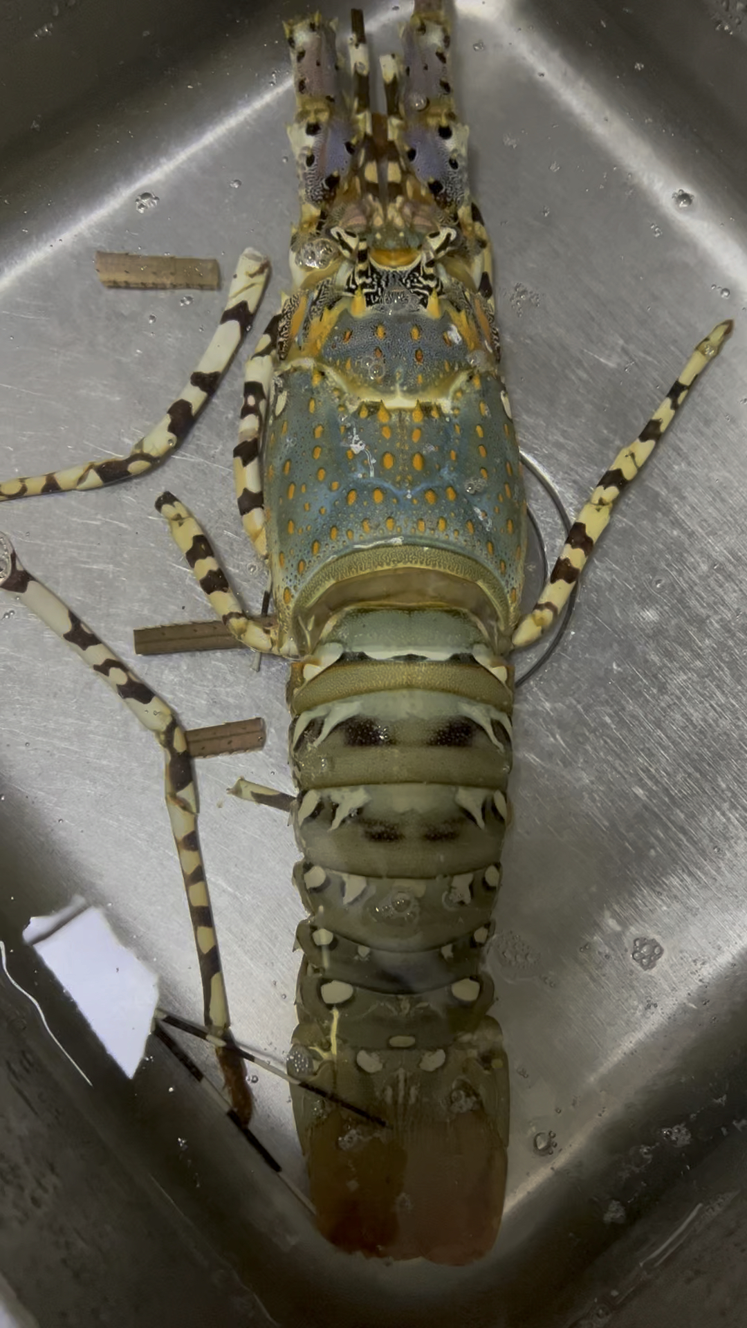 吃奥州大花龙虾