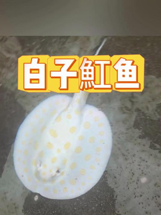 白子魟鱼
