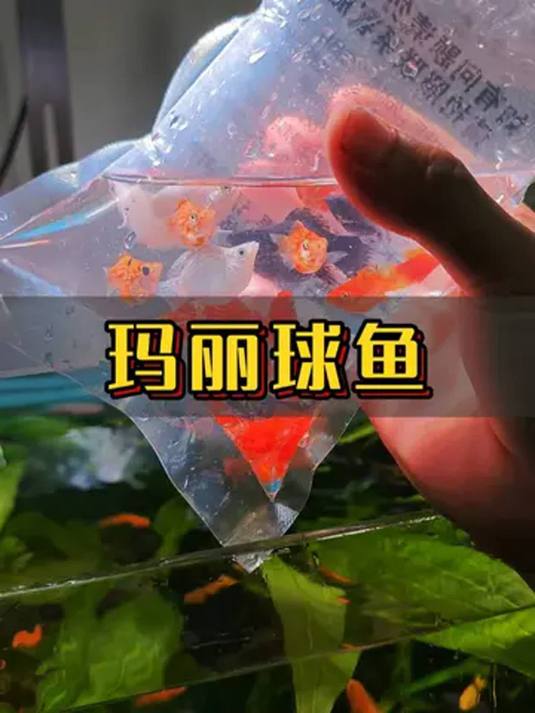 玛丽球鱼便宜好养,能清鱼缸杂质油膜,新手必备