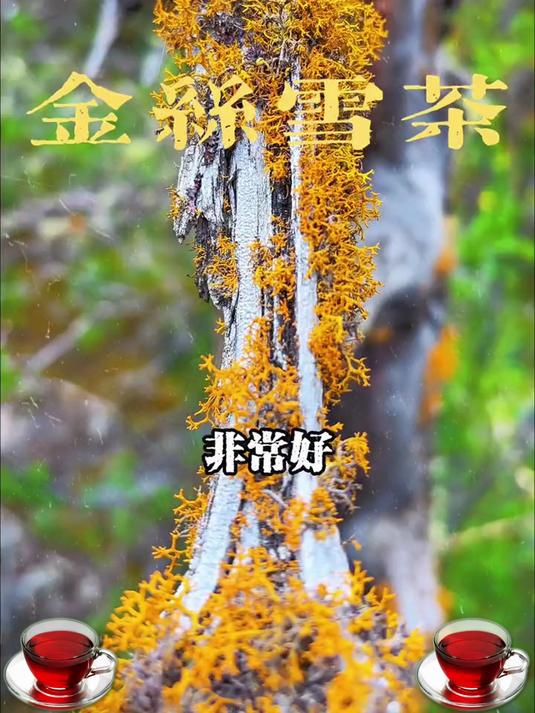 怕茶苦？这款红雪茶清甜回甘，老人小孩都爱喝