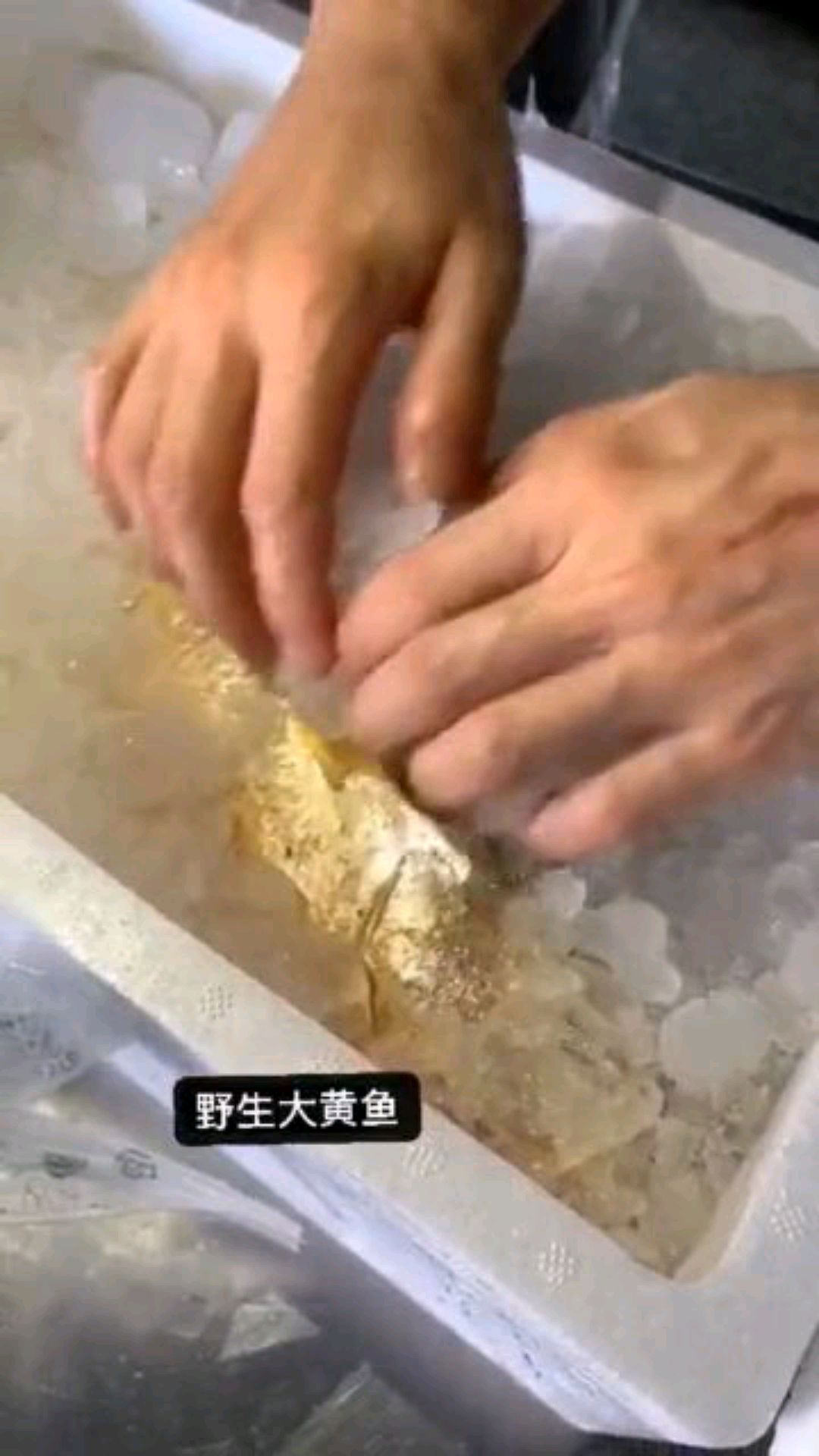东海野生大黄鱼