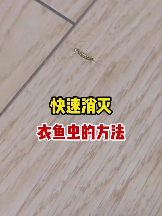衣鱼虫的危害你知道吗?家里发现衣鱼怎么消灭清除