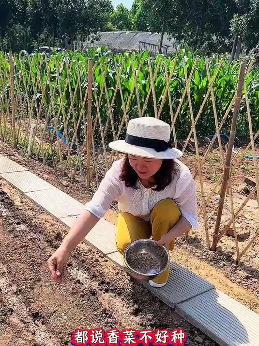 在家种香菜没技巧？农业种植小方法，让你轻松搞定三农种菜