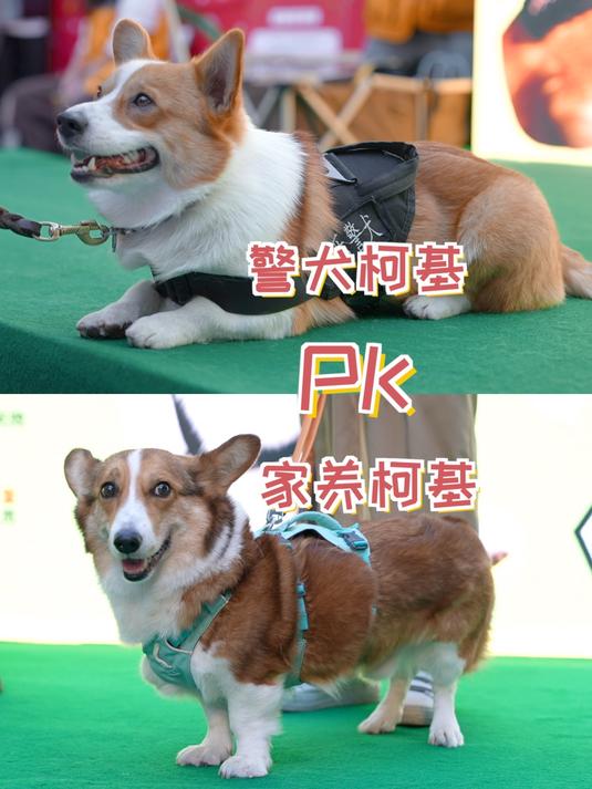 狗狗我呀去柯基大会,和警犬福仔来了一场PK,姨姨们猜我赢了吗?