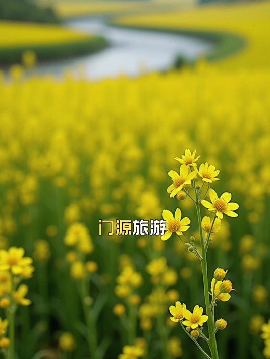 门源旅游,百里油菜花景区必去攻略