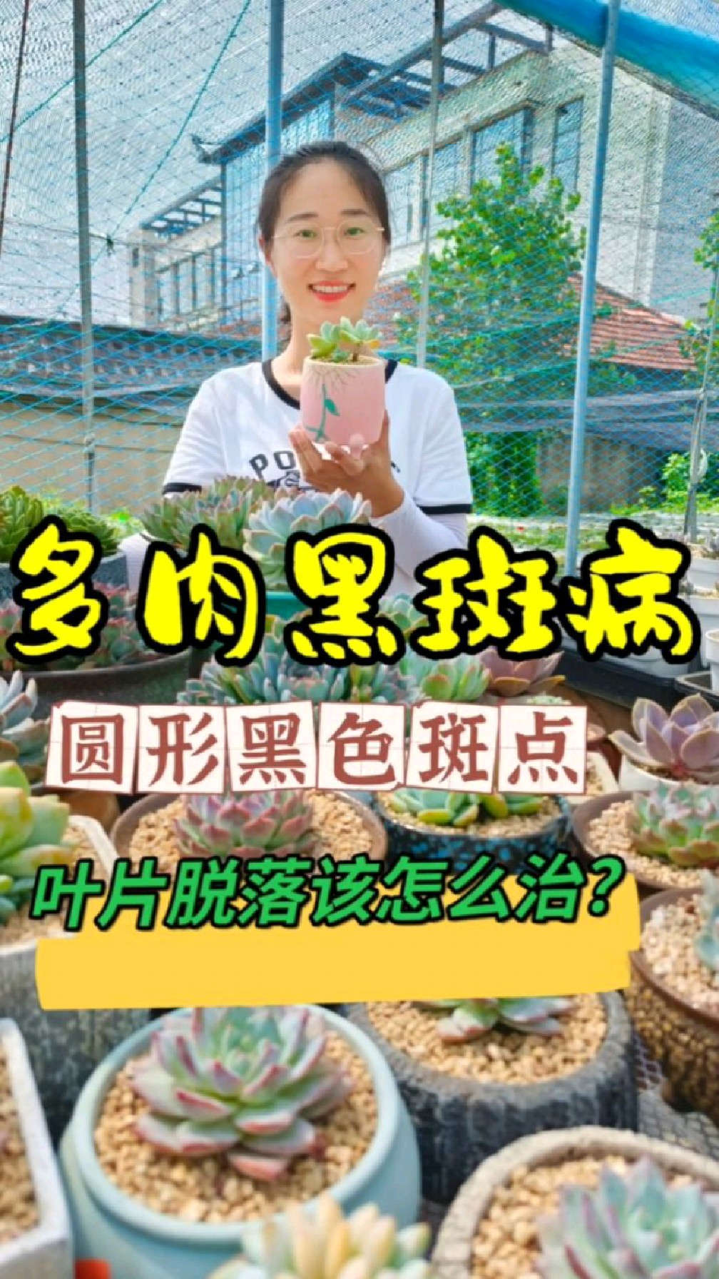 多肉叶片长了圆形黑斑点,一碰就掉,看看是不是黑斑病?