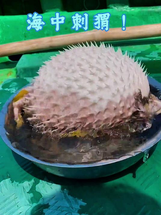 海中刺猬你吃过吗