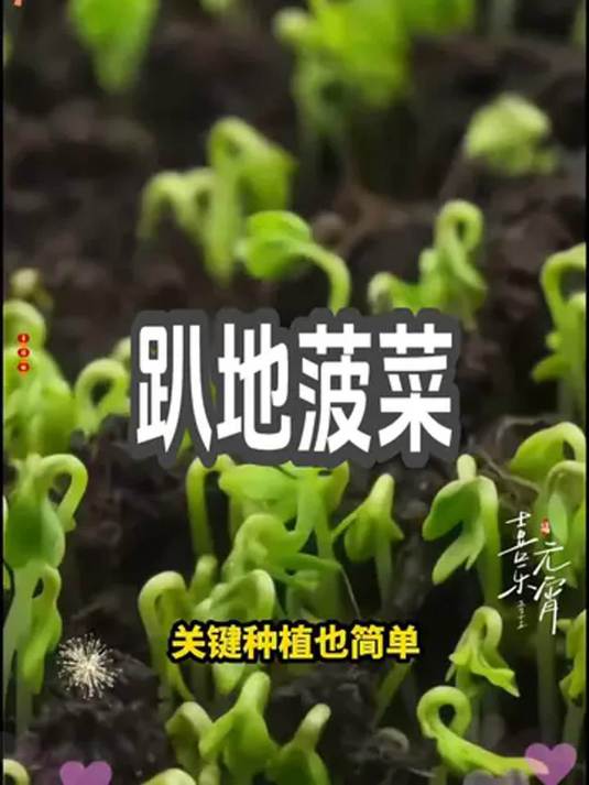 新手必种趴地菠菜!耐寒耐热好种,叶片肥厚甜口