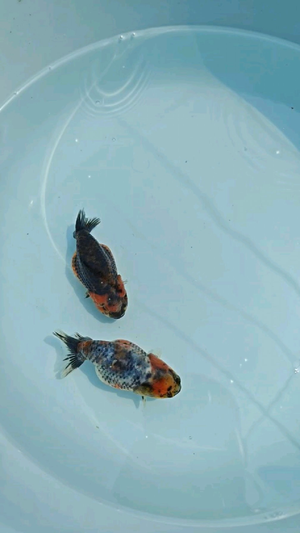 麒麟兰寿金鱼河北兰寿养殖场