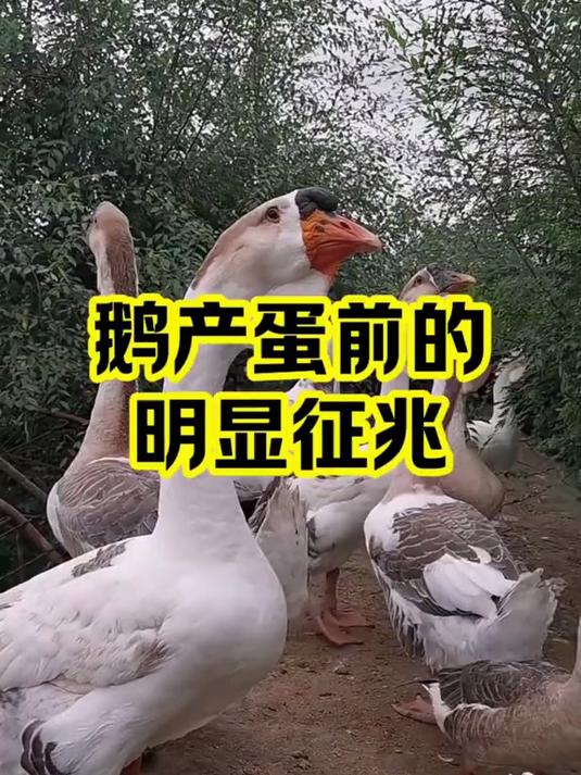 鹅产蛋前的明显征兆