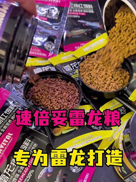 想让雷龙鱼发色更出众?选速倍妥就对了!它品质卓越,增色效果显著,能让你的爱鱼尽显绚丽本色#