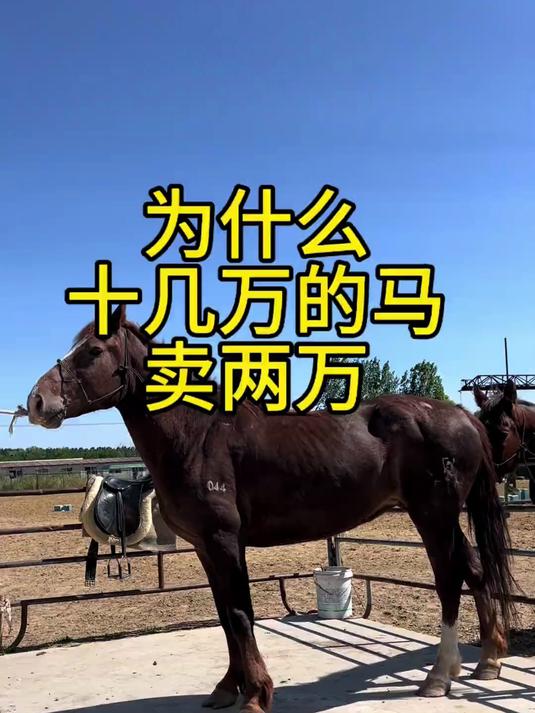 俄罗斯进口母马