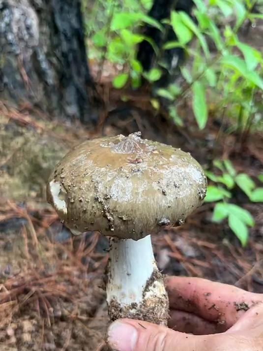 下雨天鸡枞大爆发,朵朵都是精品货