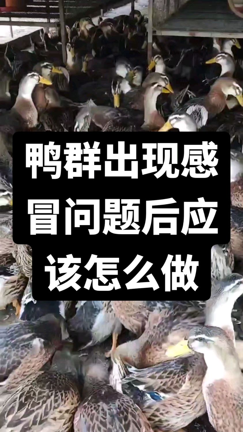 鸭群出现感冒问题后应该怎么做