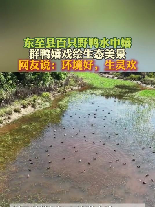 东至县百只野鸭水中嬉 群鸭嬉戏绘生态美景 网友：环境好，生灵欢