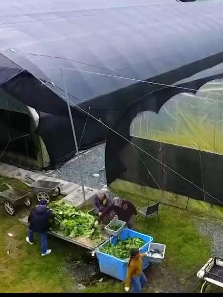 日本最大的蔬菜种植园,距今已有百年历史,每年销售额高达8亿元