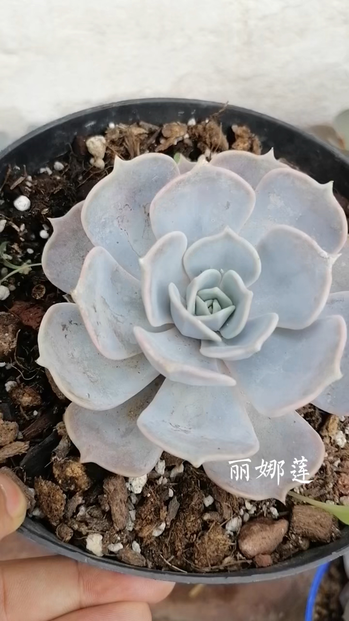 多肉植物丽娜莲,不一样的叶色