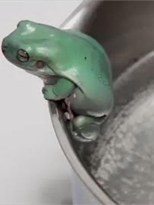 “温水煮青蛙”结果是怎样的?老外亲自实验,结局让人意外!