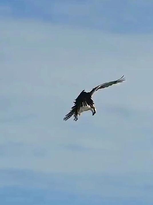 空中猛禽老鹰捕鱼