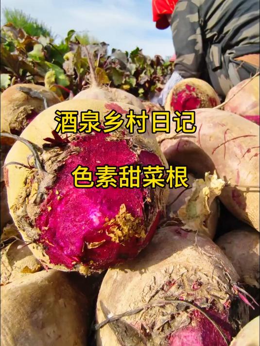 红菜头可能很多人没见过,营养独特