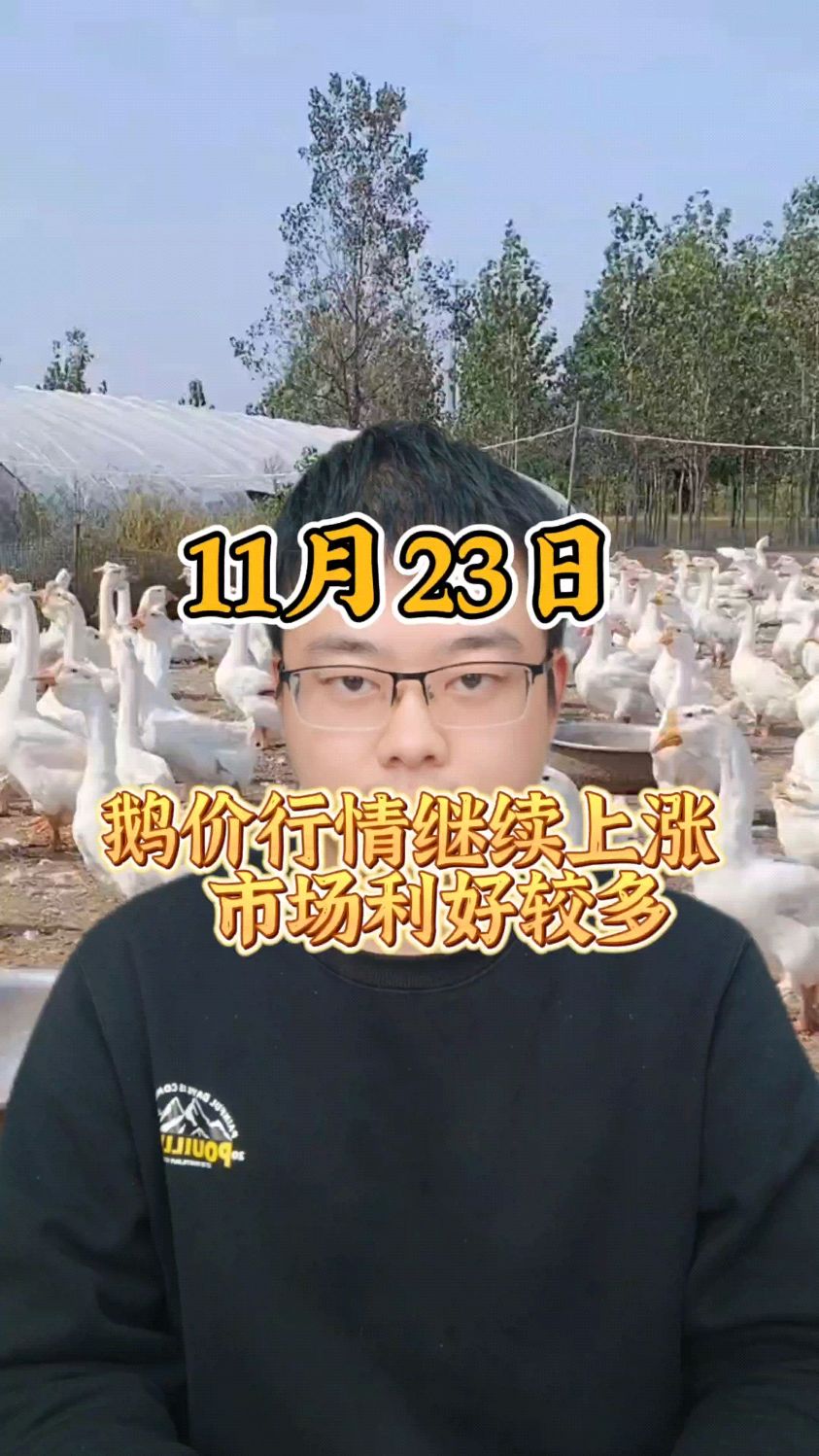 鹅价格最新报价 鹅价格预测 鹅价格是多少一斤 鹅价行情 鹅价格能涨吗 鹅价分析