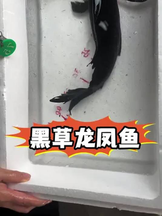观赏鱼中的“霸道总裁”,通体纯黑有钱难买,你见过吗?