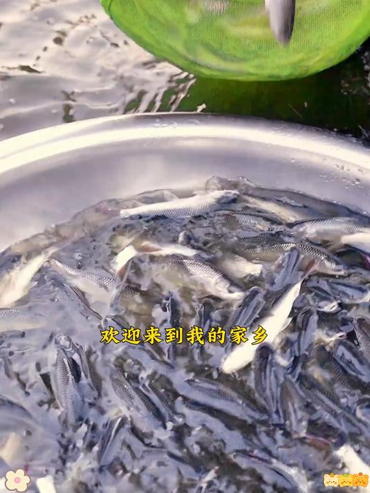 产地直供刁子鱼干!淡水鱼鲜超正宗