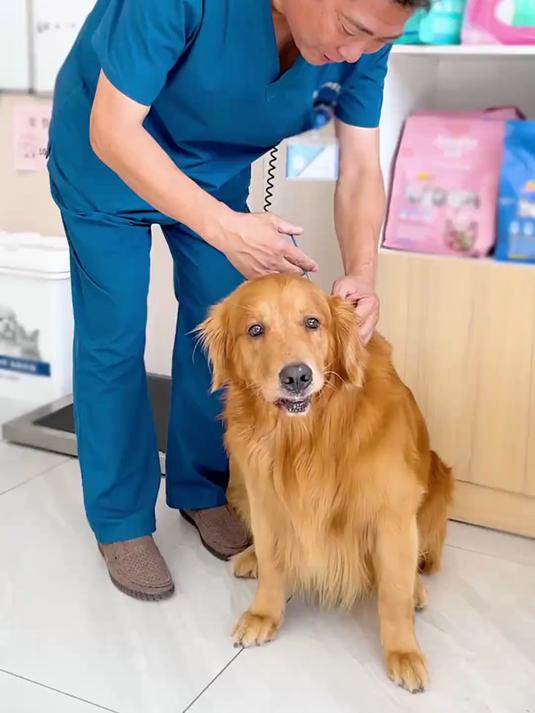 狗子听说要打针、反应竟然如此激烈,狗子打针过程中都发生了什么