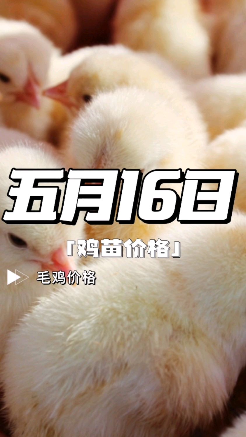 鸡苗价格 鸡苗价格今日行情 鸡苗价格对肉鸡价格的影响 鸡苗价格报价 鸡苗价格最新行情