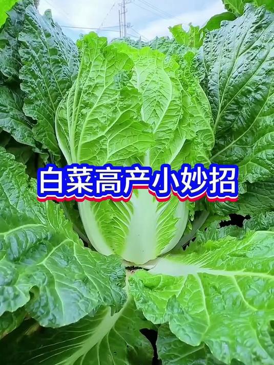 90%的老乡都不知道的白菜高产小窍门