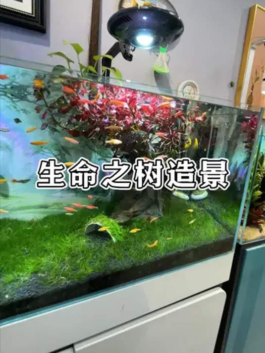 全网爆火!生命之树鱼缸咋造景?养鱼秘籍在此