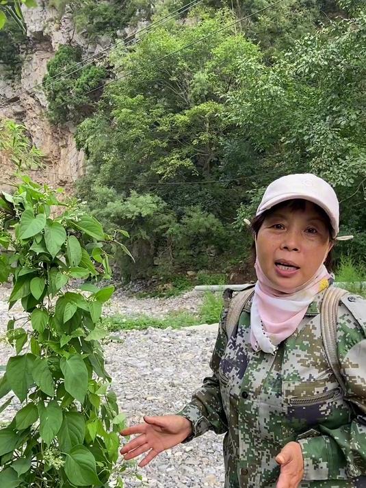 鸡矢藤是非常常用的一种中草药