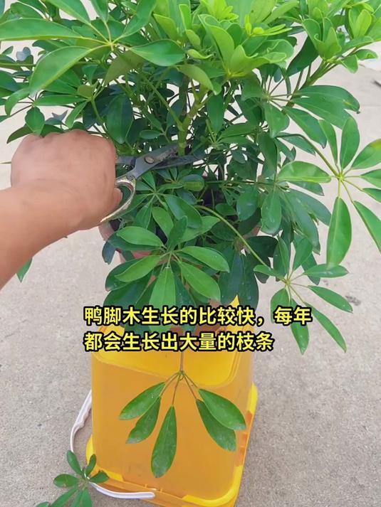 鸭脚木（鹅掌柴、招财树）生长快属花卉绿植盆栽，分享养花经验