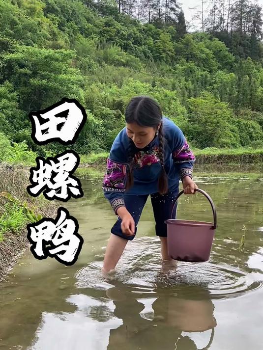 这个季节的田螺又肥又大,捡些回来做田螺鸭太好吃了