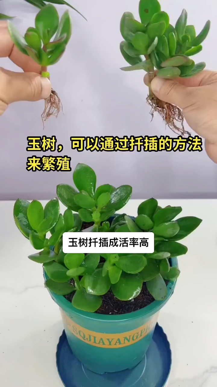 玉树这样扦插成活率百分百
