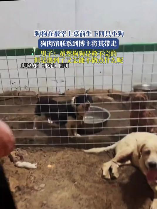 狗狗在被宰上桌前生下四只小狗,狗肉馆联系到博主将其带走