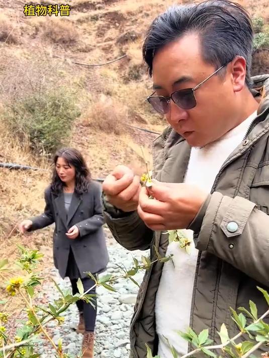 三颗针的花可以泡水喝吗?