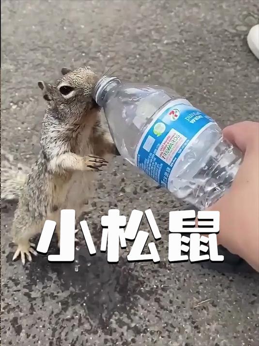 小松鼠双手合十讨水喝,男孩一个善举换来它每天准时上门报恩