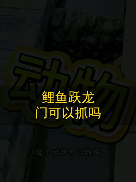 鲤鱼跃龙门可以抓吗？