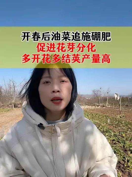 开春油菜追硼肥 促花芽分化 让结荚产量高