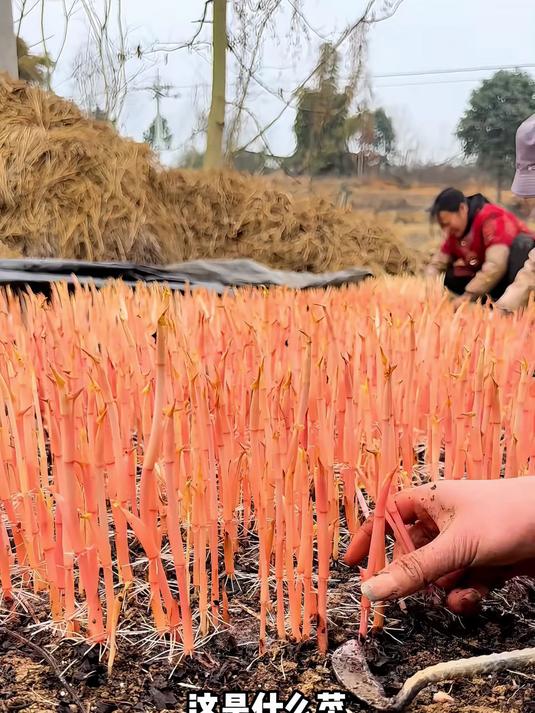 分享30种小众野菜蔬菜,看看有你吃过的吗?