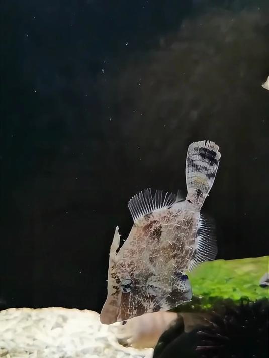 分享二十种不同品种的海鱼，有你没吃过的吗？