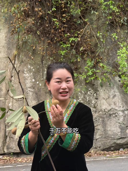 厚果鱼藤|深山里的“毒鱼藤”,也是民间杀虫妙药 别名冲天子、苦檀子,有毒但大用
