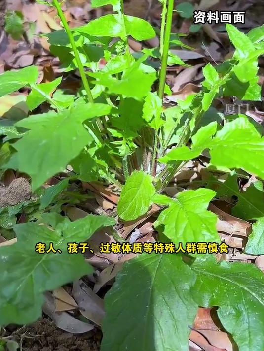 AI主播说丨开春挖野菜需谨慎，安全食用牢记四个要点