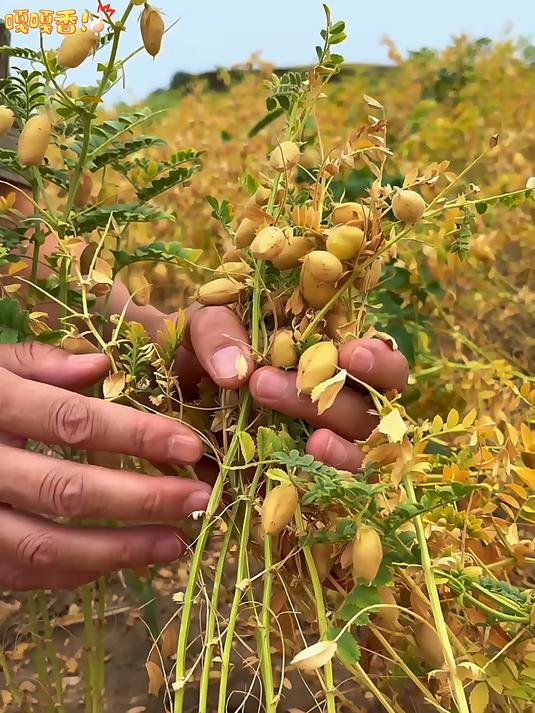鹰嘴豆它是高蛋白低脂肪的豆子打豆浆炖肉怎么做都好吃