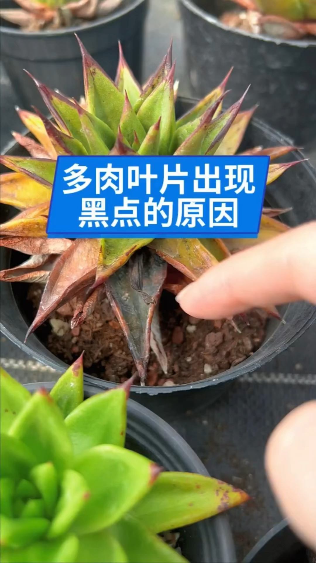 多肉叶片出现黑点怎么办