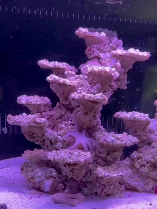 蓝环章鱼身亡,密室杀鱼案的背后竟隐藏惊人真相!