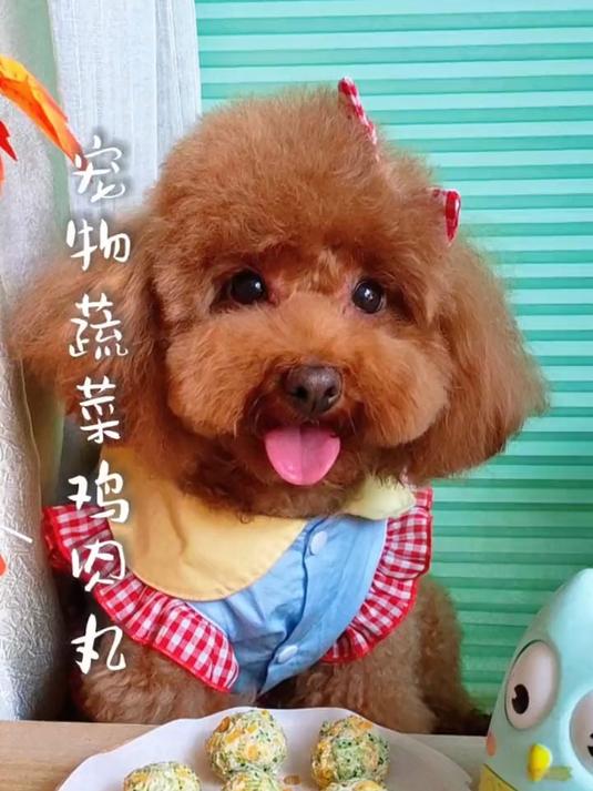 rabi小姐自制宠物版蔬菜鸡肉丸,健康又营养,Q弹软糯,太好吃啦